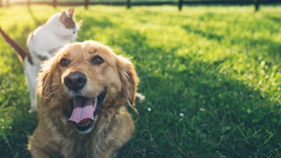 hund-und-katze